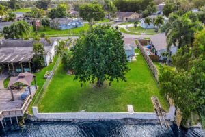 A large green tree stands alone in a waterfront yard.