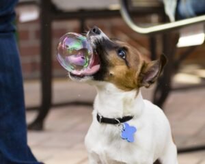 A dog playfully biting a floating soap bubble.